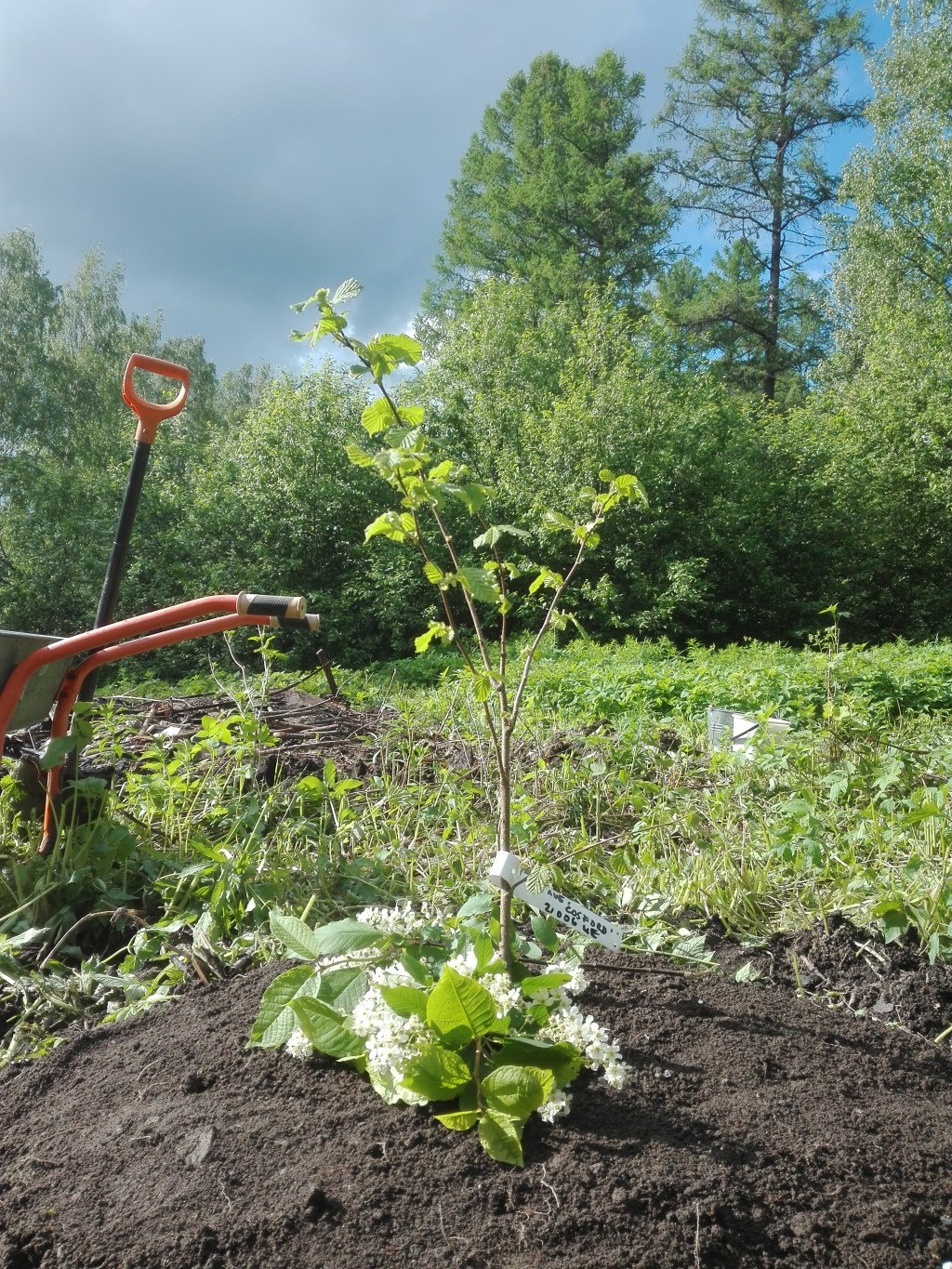 Ruokametsä, kotimetsä