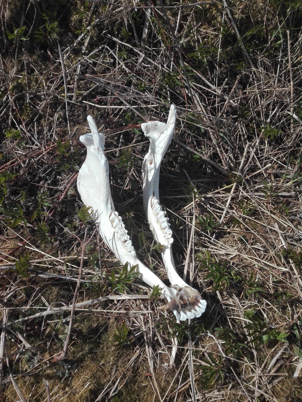 Uuskumma ja ekologinen&nbsp;epävakaus